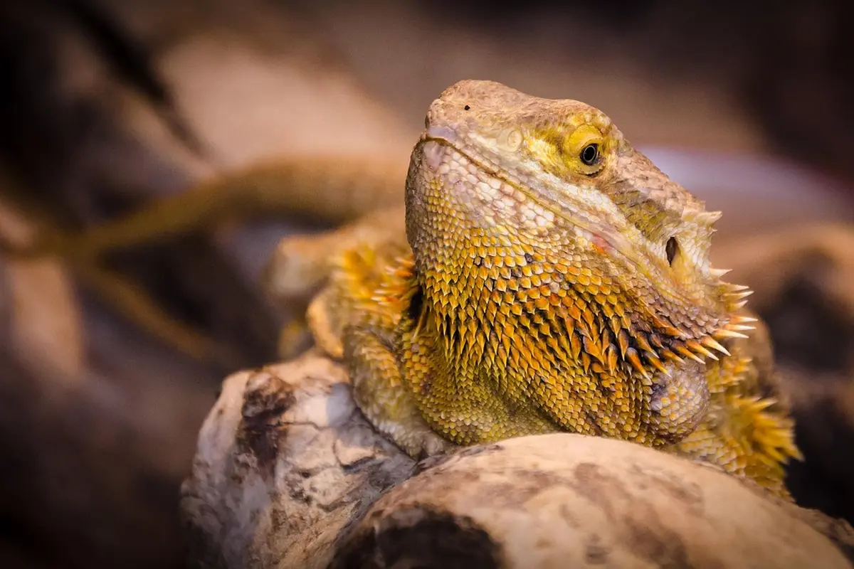 Close-up of a bearded dragon perched on rocks with textured scales.