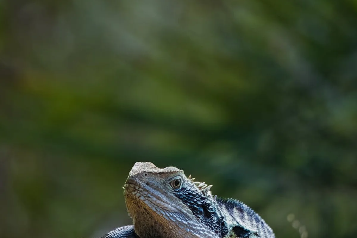 Close-up of a bearded dragon's head with spiky scales and alert eye