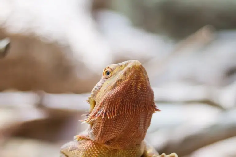 Close-up of a bearded dragon with spiny scales on the neck, looking upward.
