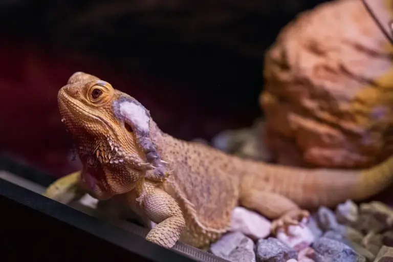 Bearded dragon basking on rocky substrate inside its terrarium with a warm light.