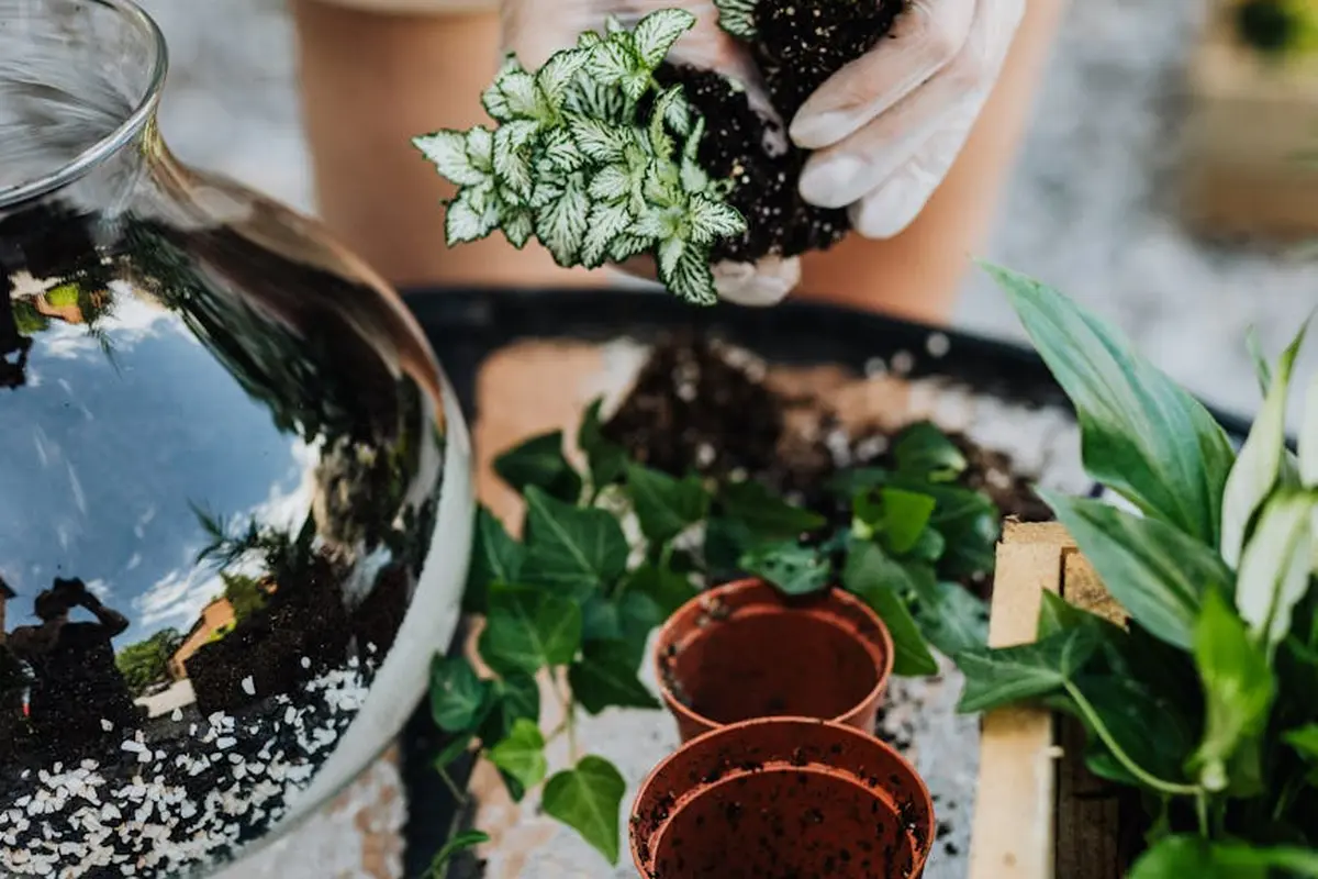 Person wearing gloves holding a variegated leafy plant over a bearded dragon terrarium with additional live plants and small terracotta pots inside.