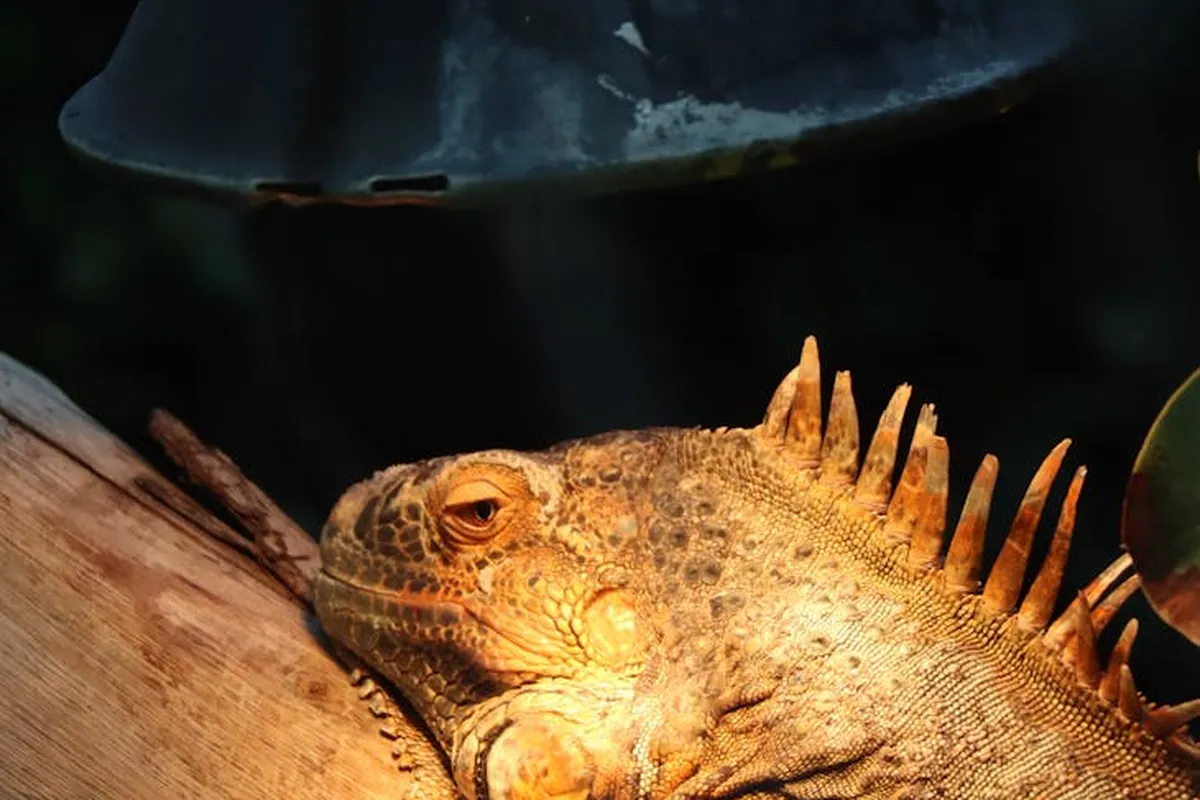 Bearded dragon resting on a wooden log inside a terrarium, illustrating the use of wood in reptile habitats