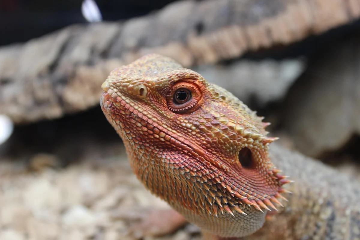 Close-up of a bearded dragon's head with rough scales and orange-red coloration