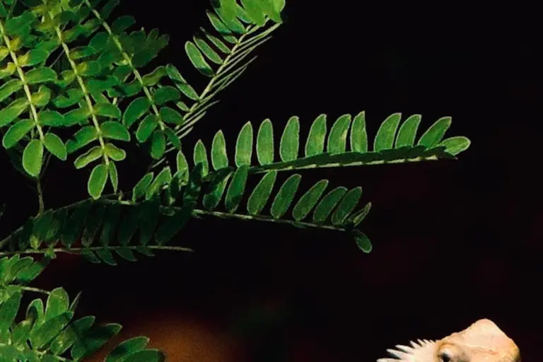 Bearded dragon head visible in the bottom-right corner with green fern leaves in the foreground.