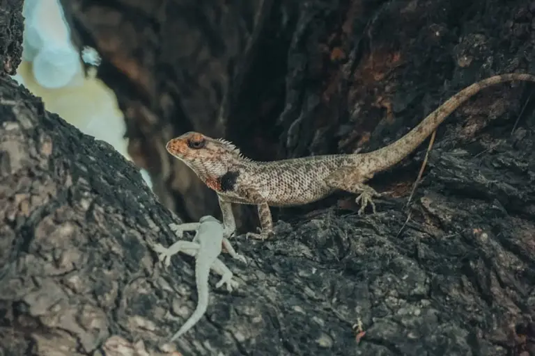 Small brown lizard on rough tree bark in a rocky setting