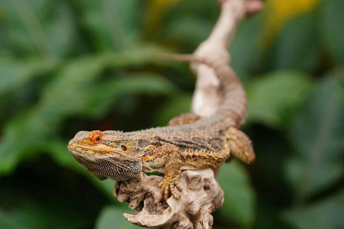 Bearded dragon perched on a textured branch with green foliage in the background
