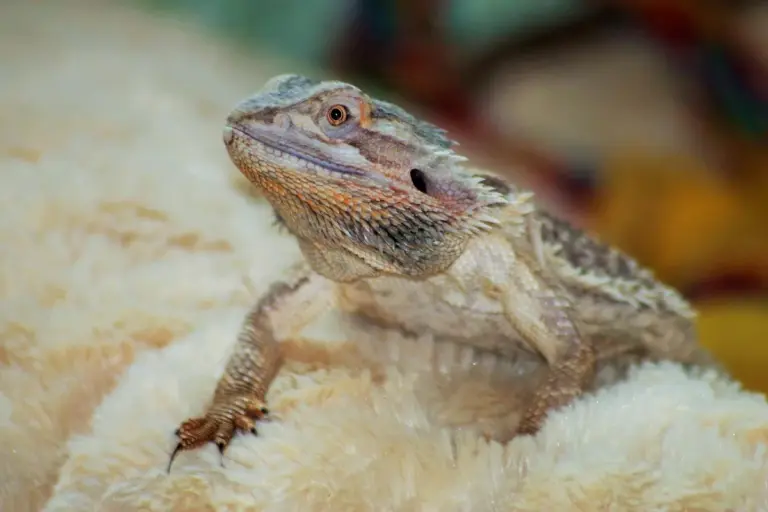 Bearded dragon perched on a soft, cream-colored plush blanket