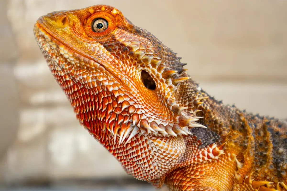 Close-up portrait of an orange bearded dragon, showcasing its textured scales and spiky beard.