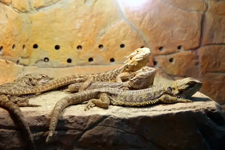 Two bearded dragons basking on a rocky surface inside a terrarium.