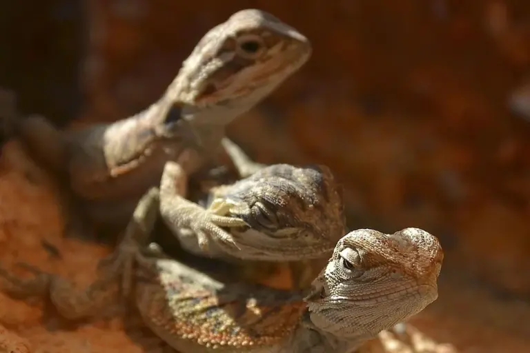 Two bearded dragons basking on sandy substrate in a warm terrarium
