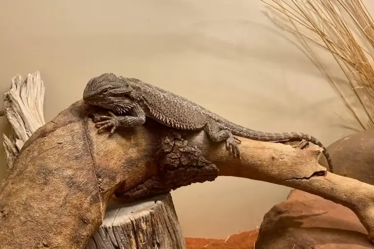 Bearded dragon perched on a curved branch inside a terrarium.