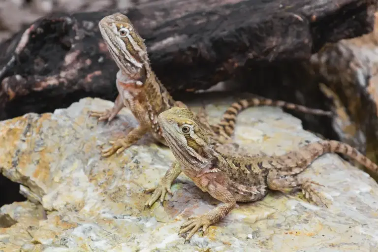 Two bearded dragons perched on light-colored rocks with a dark background