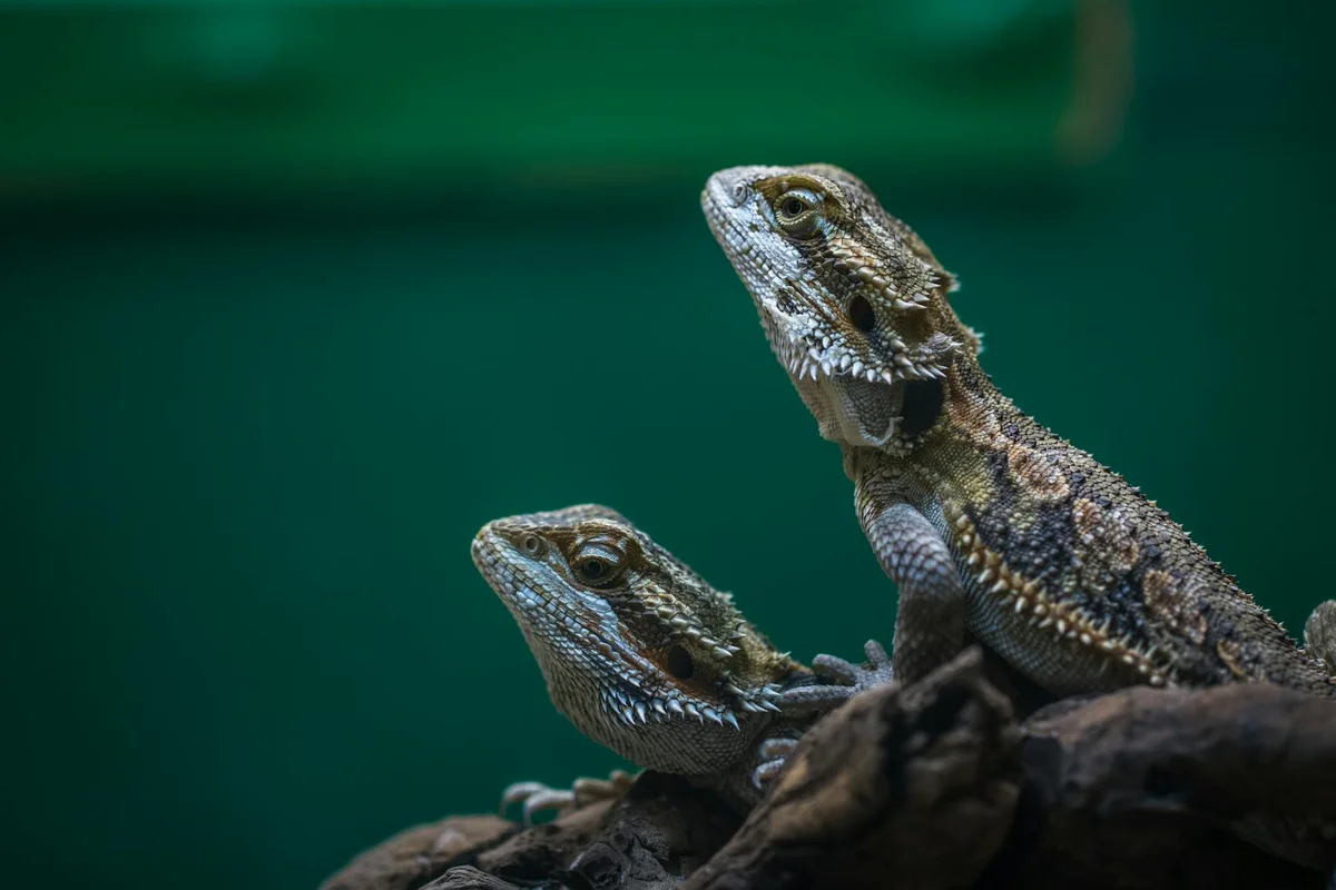 Two bearded dragons perched on a textured branch with a dark green background