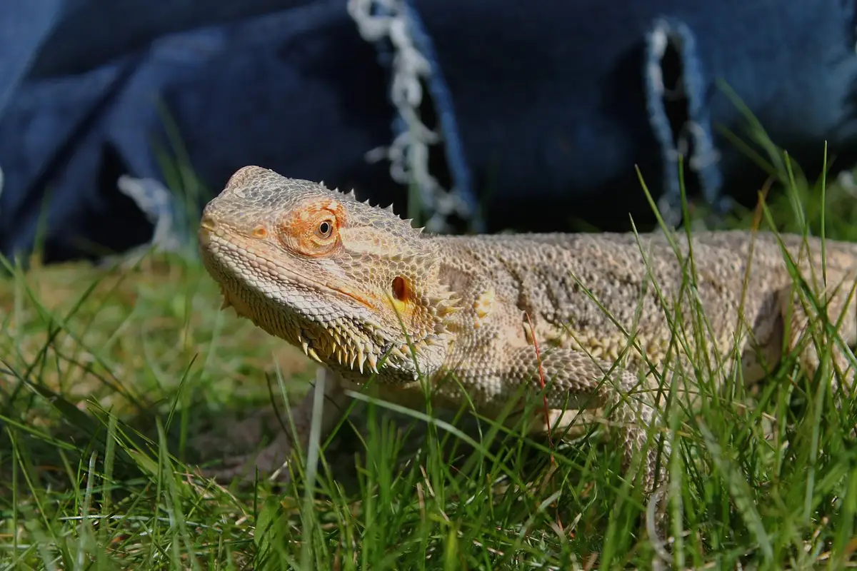 Close-up of a bearded dragon resting on grass outdoors, showing its textured scales and calm expression.