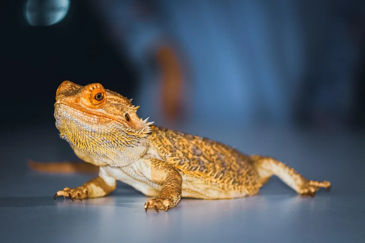 Bearded dragon on a blue surface, posed and alert.