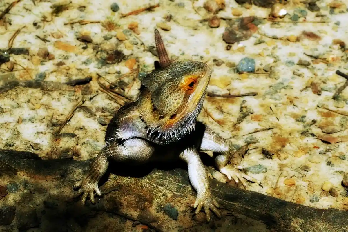 Juvenile bearded dragon perched on a rocky, sandy substrate