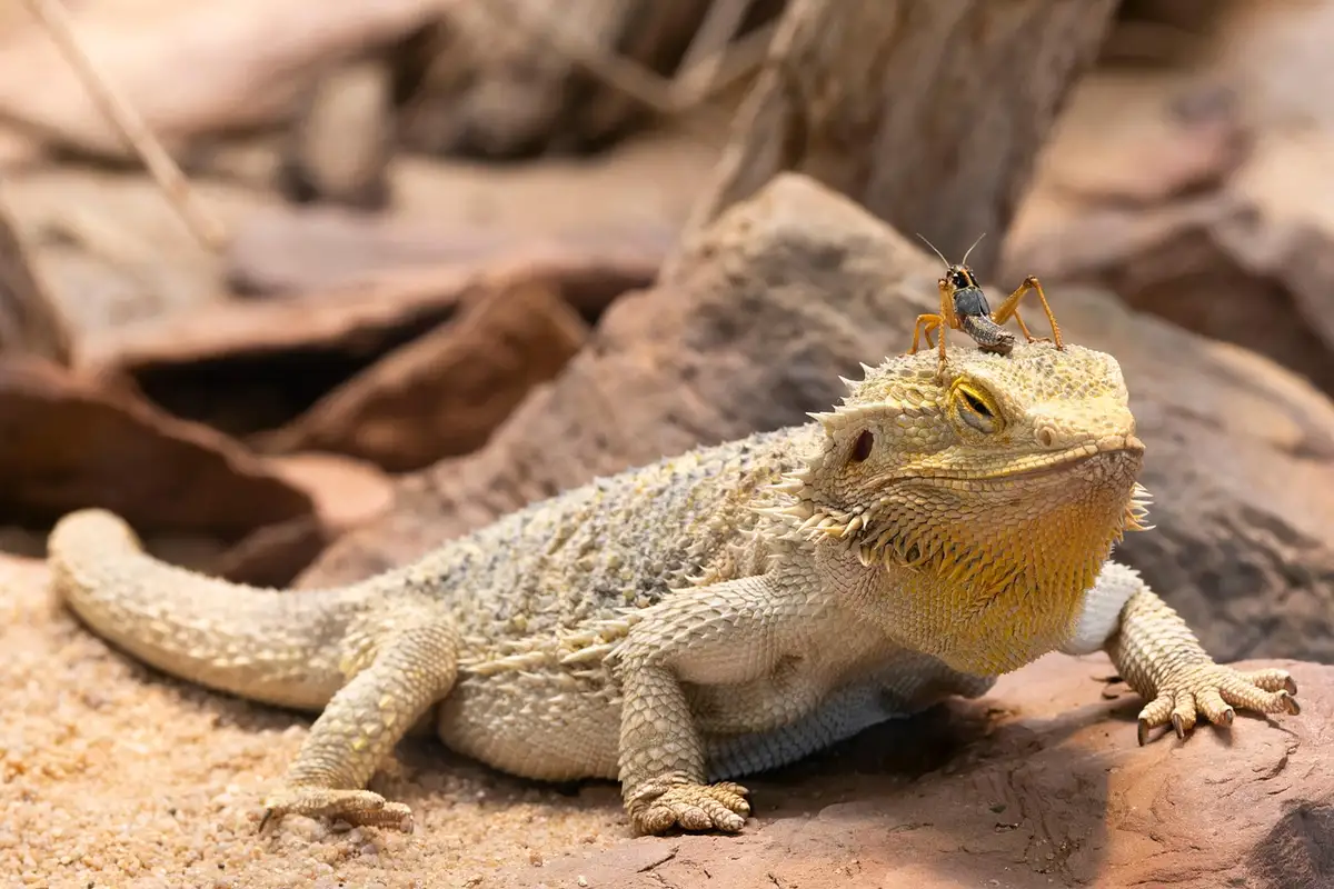 Bearded dragon resting on sandy terrarium substrate with a small insect perched on its head