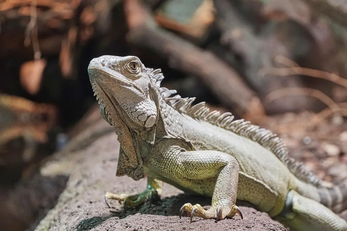 Adult bearded dragon perched on a rock, displaying rough scales, spiky beard, and brown-green coloring.