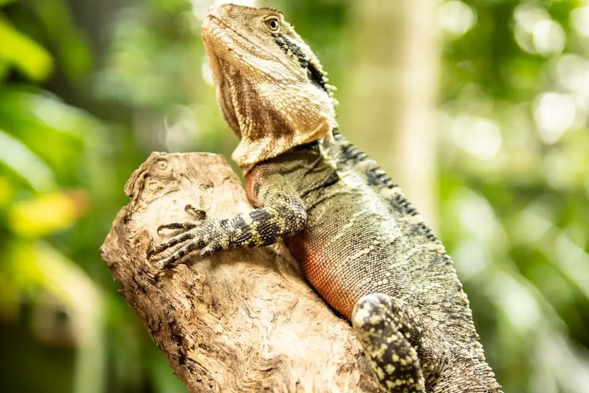 Bearded dragon perched on a branch in a leafy enclosure, illustrating careful observation of calcium management