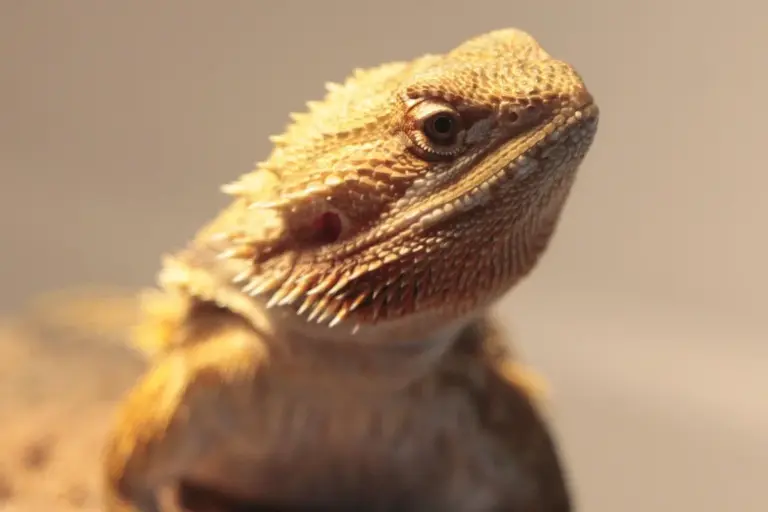 Close-up portrait of a bearded dragon with textured scales and a calm expression.