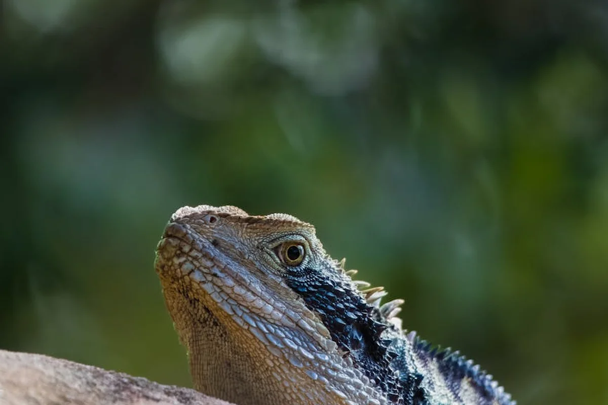 Close-up of a bearded dragon's head and spiny throat