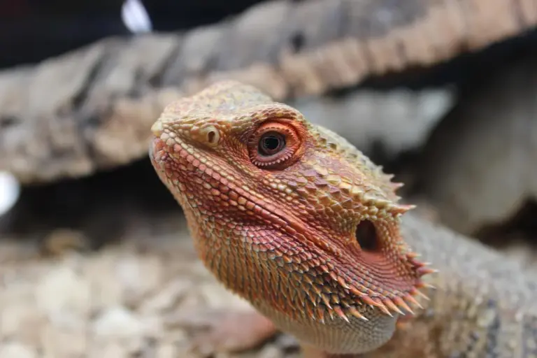 Close-up of a bearded dragon's head with rugged, spiny scales