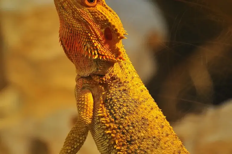 Close-up of a bearded dragon with textured scales and warm orange lighting.