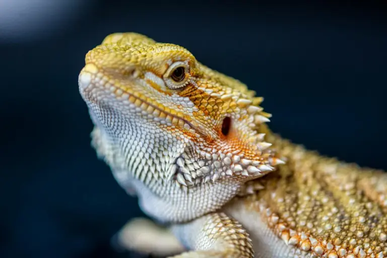 Close-up of a bearded dragon's head with textured scales against a dark background