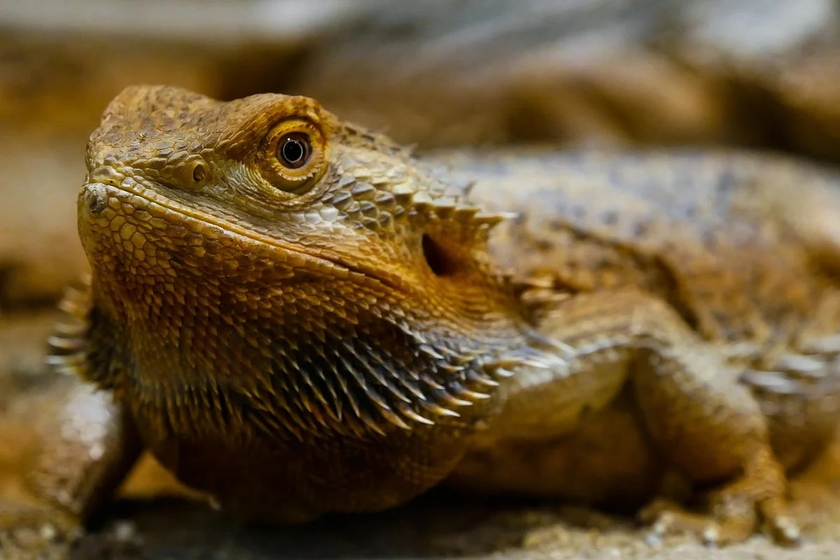 Close-up of a bearded dragon with rough brown scales resting on a sandy surface.