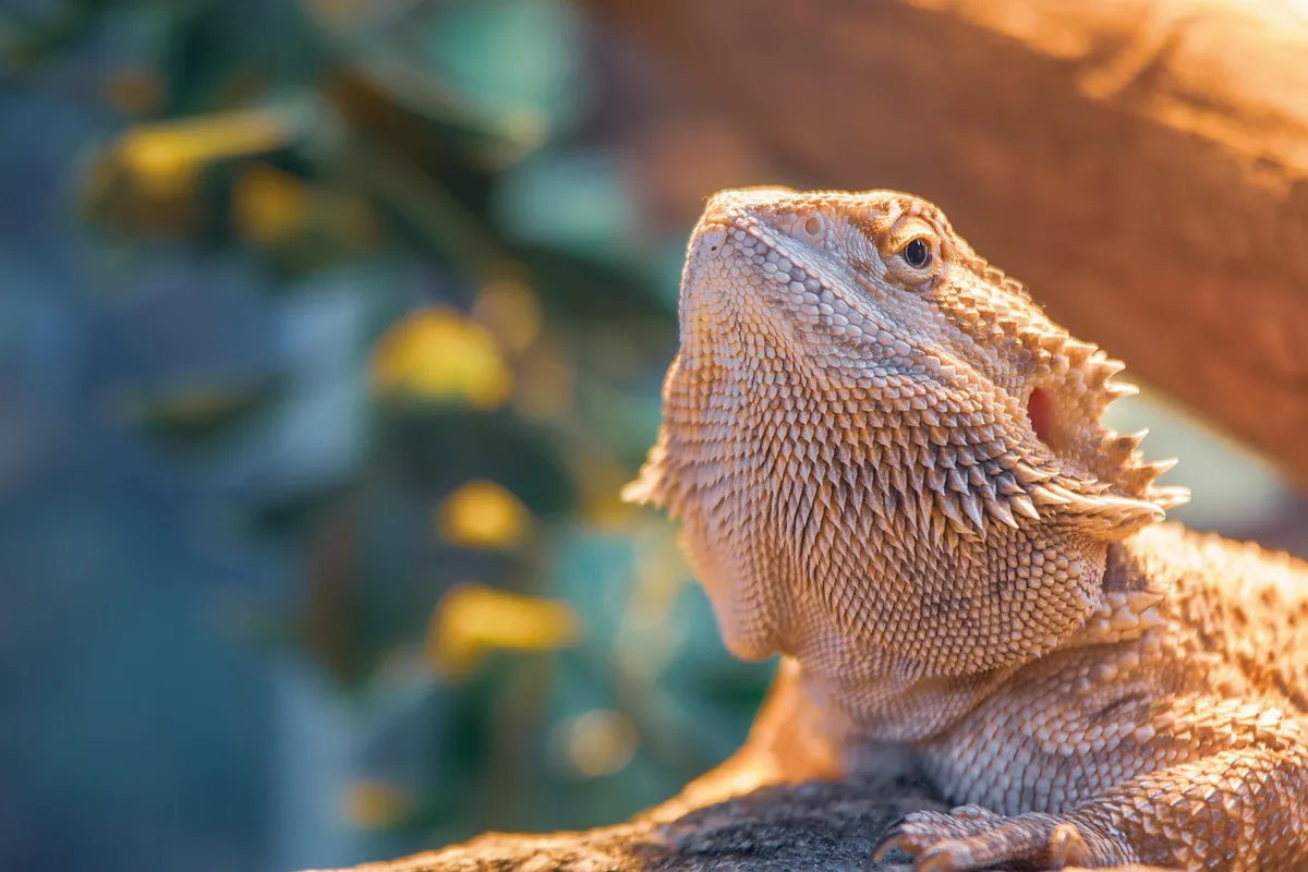 Close-up of a bearded dragon perched on a rock, basking in warm light.