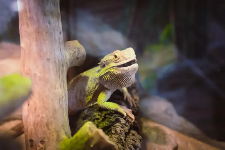 Bearded dragon perched on a wooden log inside a terrarium