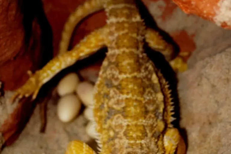 Bearded dragon in a rocky enclosure with a cluster of white eggs visible in a crevice behind it.