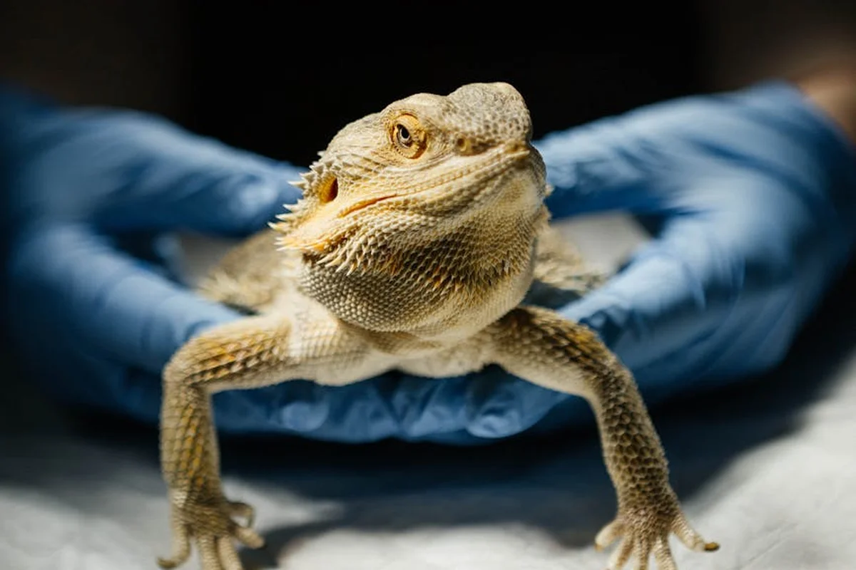 Bearded dragon calmly held in blue gloves, ready for end-of-life care planning