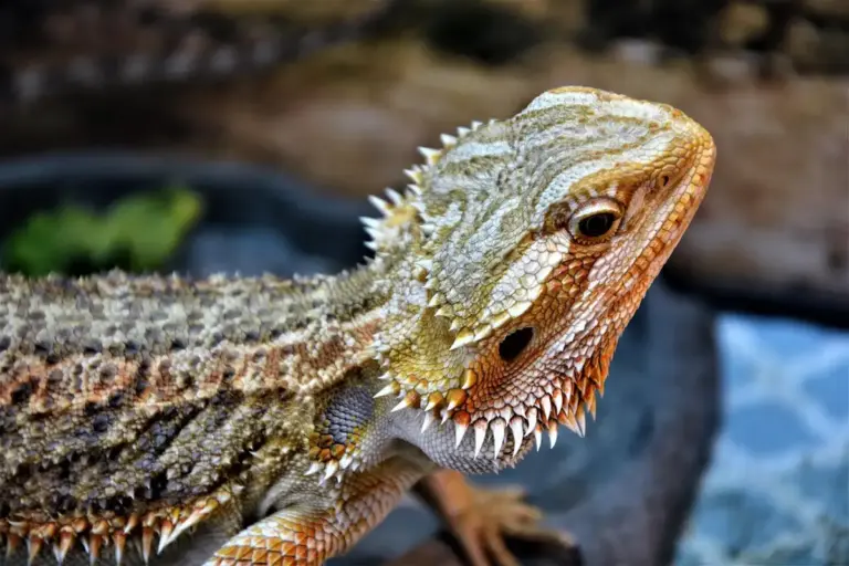 Close-up of a bearded dragon's head with spiny scales and textured skin.