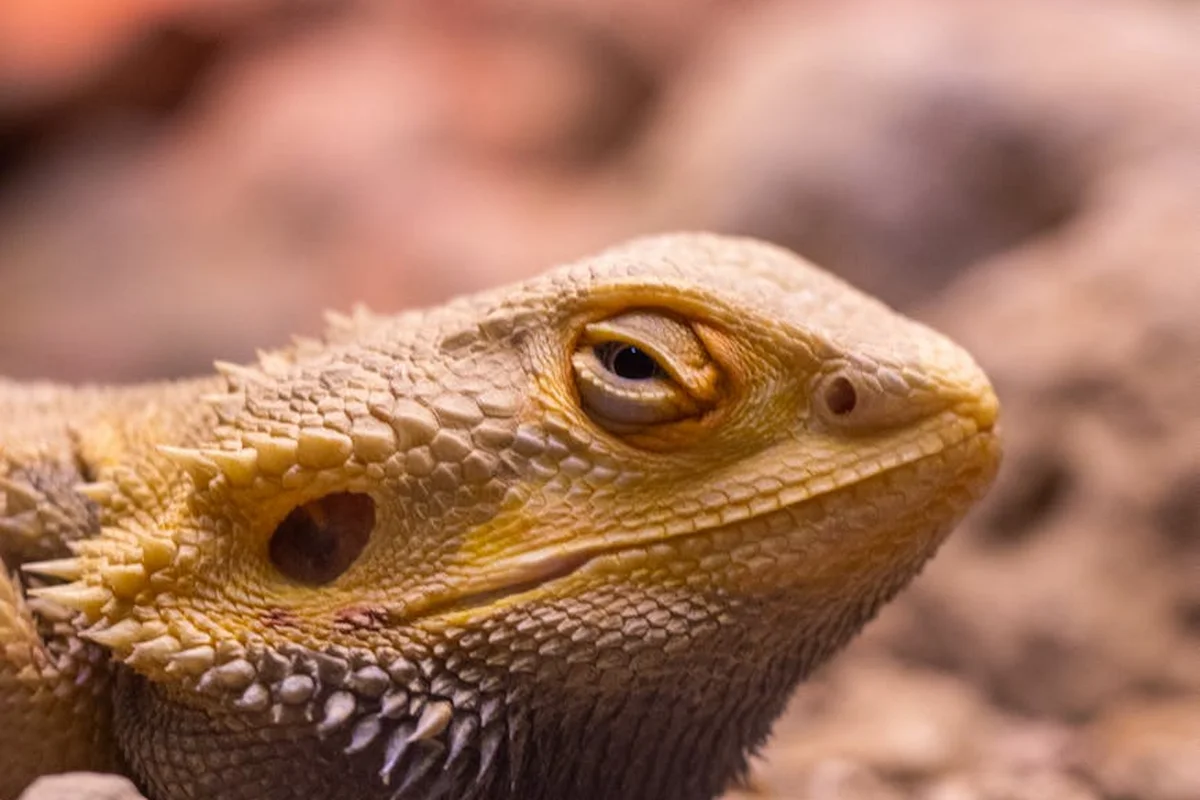 Close-up of a bearded dragon's head with textured scales and amber eye