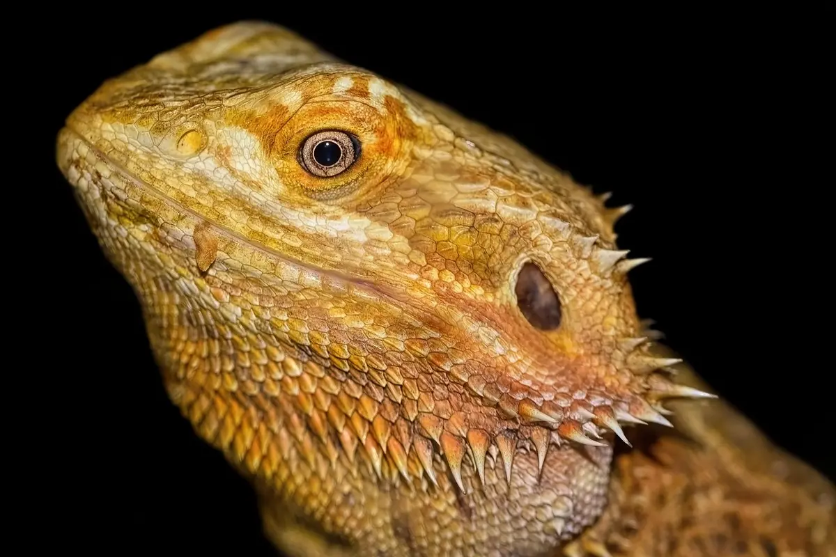 Close-up of a bearded dragon's head against a black background, showing rough scales and an alert eye.