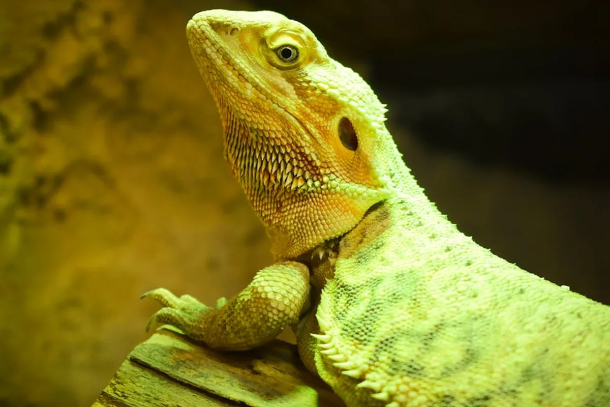 Bearded dragon perched on a rock, looking alert