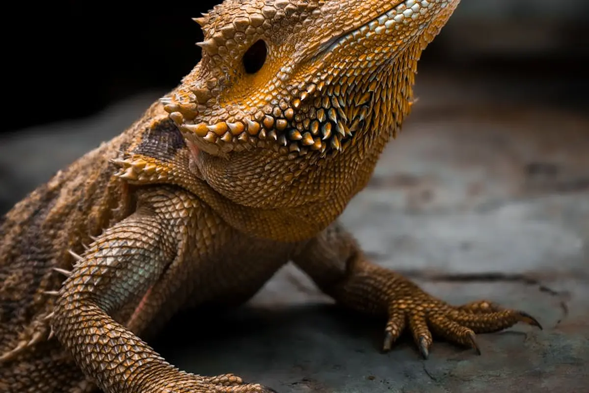 Close-up of a bearded dragon with textured scales perched on a rocky surface.
