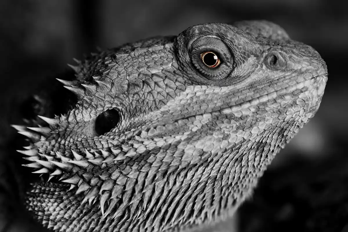 Close-up grayscale image of a bearded dragon's head, emphasizing textured scales and eye