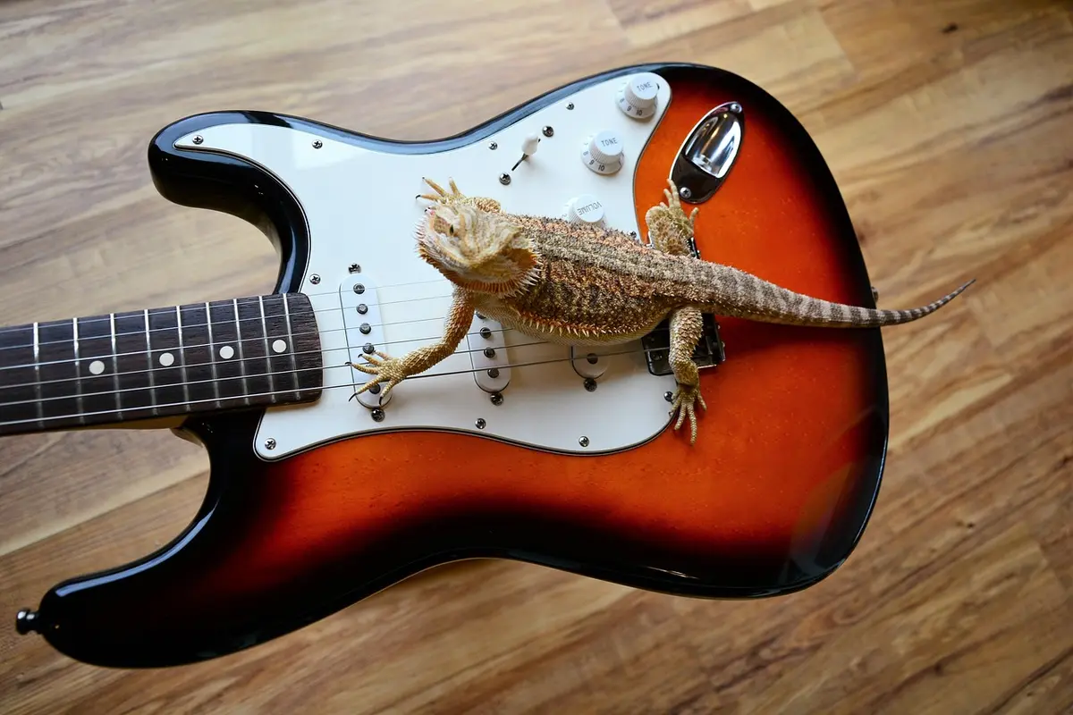 Bearded dragon perched on an orange sunburst electric guitar on a wooden floor