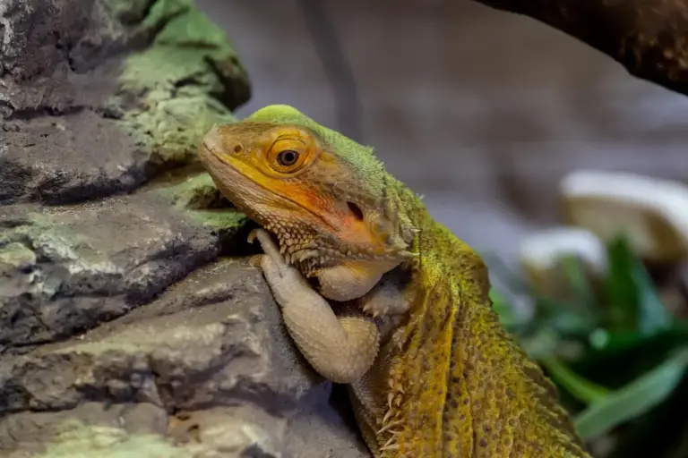 Close-up of a bearded dragon perched on a textured rock, showing green and orange hues.
