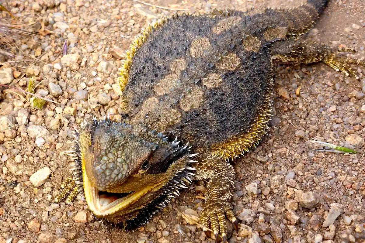 Bearded dragon on rocky dirt ground with mouth open, outdoors.