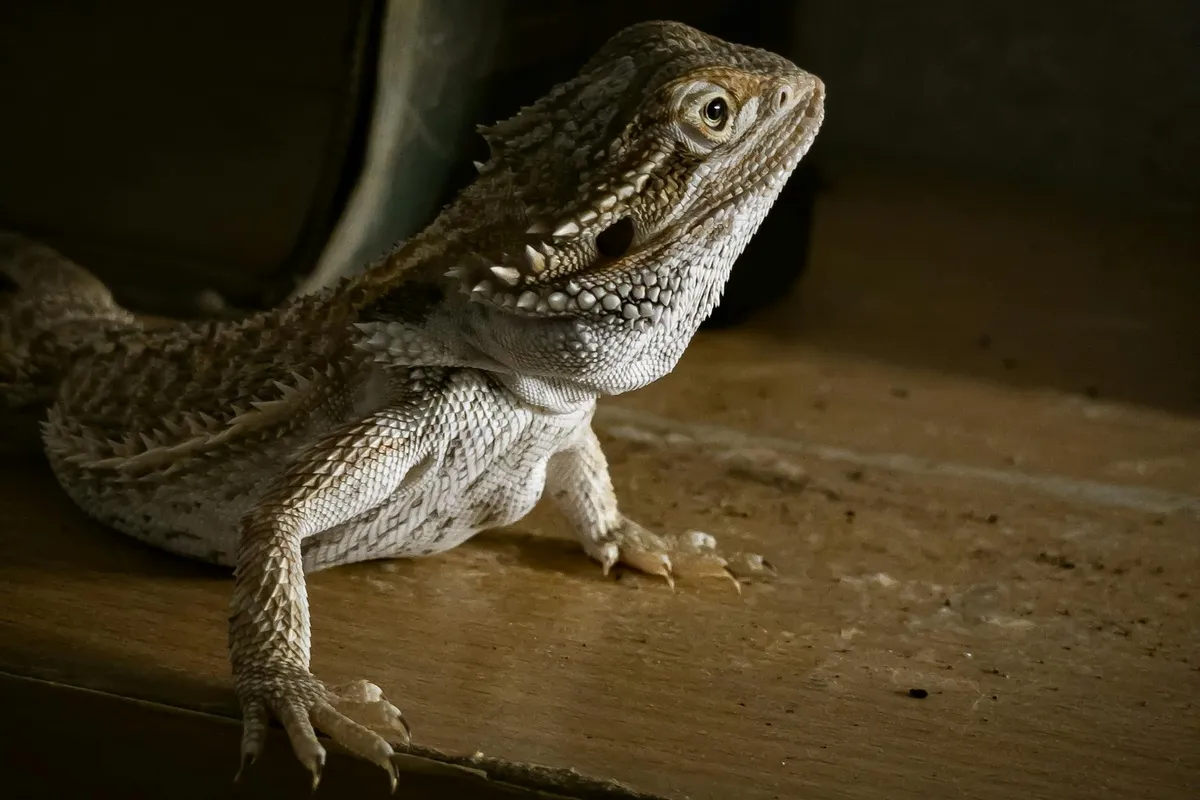 Bearded dragon resting on a wooden surface, illustrating post-operative care considerations.