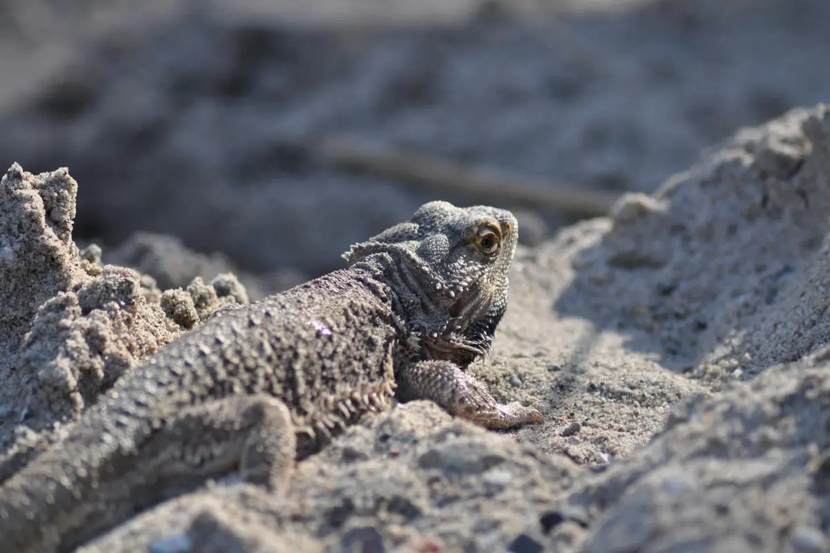 Bearded dragon perched on sandy rocks in a desert-like enclosure.