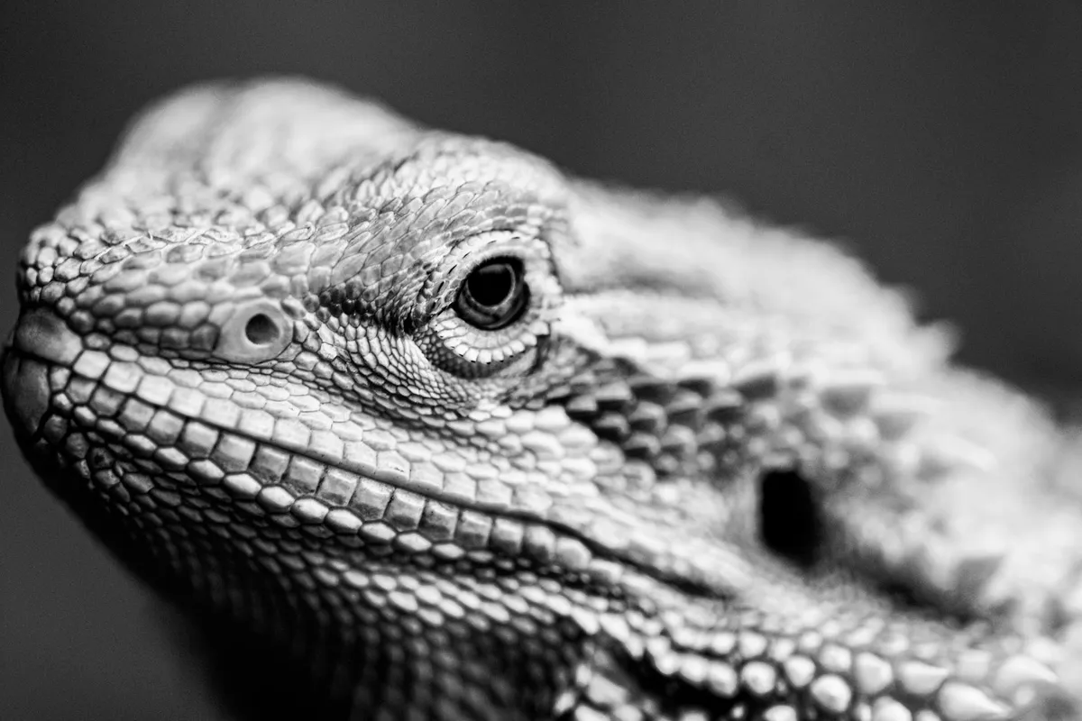 Close-up of a bearded dragon's face with textured scales, illustrating shed-related skin and potential problem areas.