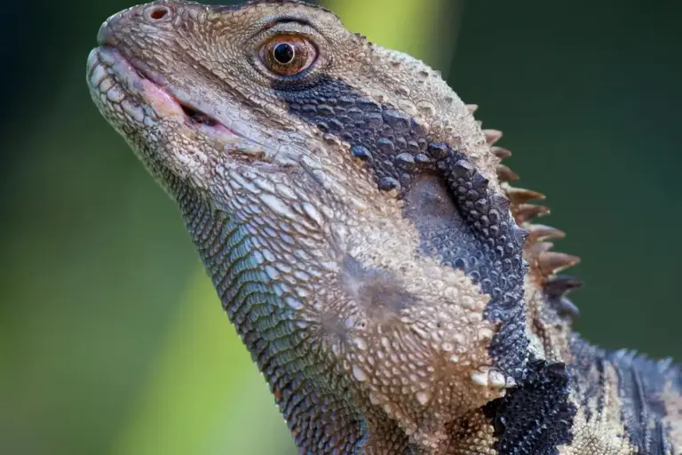 Close-up of a bearded dragon's head and textured scales, looking upward with a calm expression.
