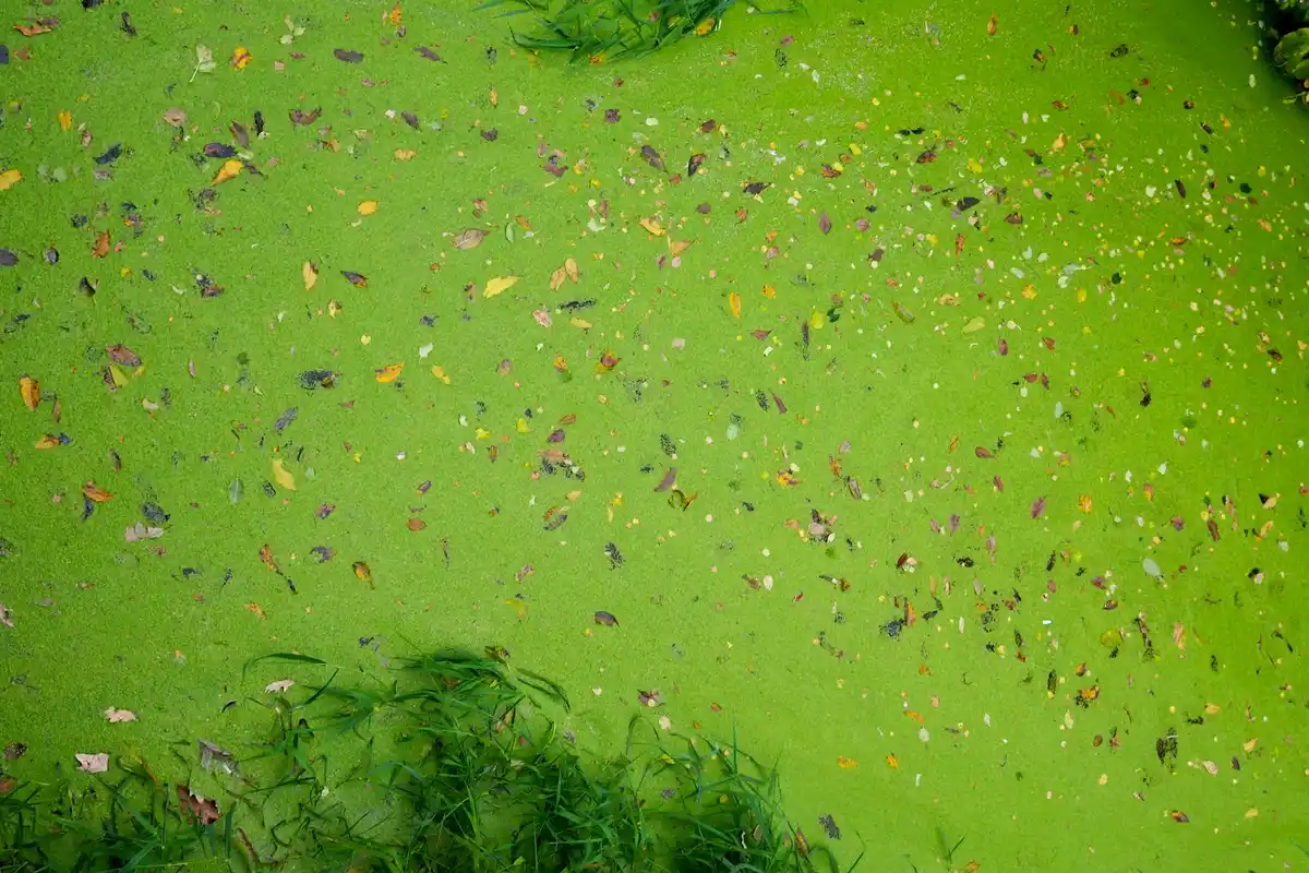 Bearded dragon enclosure with a bright green water surface covered in duckweed and leafy aquatic plants along the bottom.