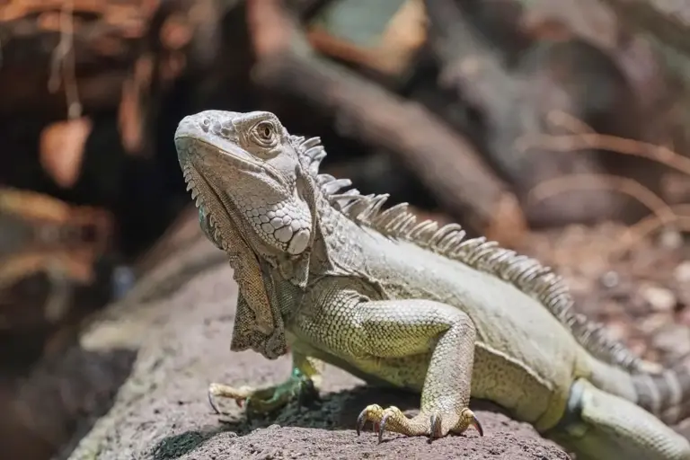 Bearded dragon perched on a rock with textured scales and a row of spines along its back, looking alert
