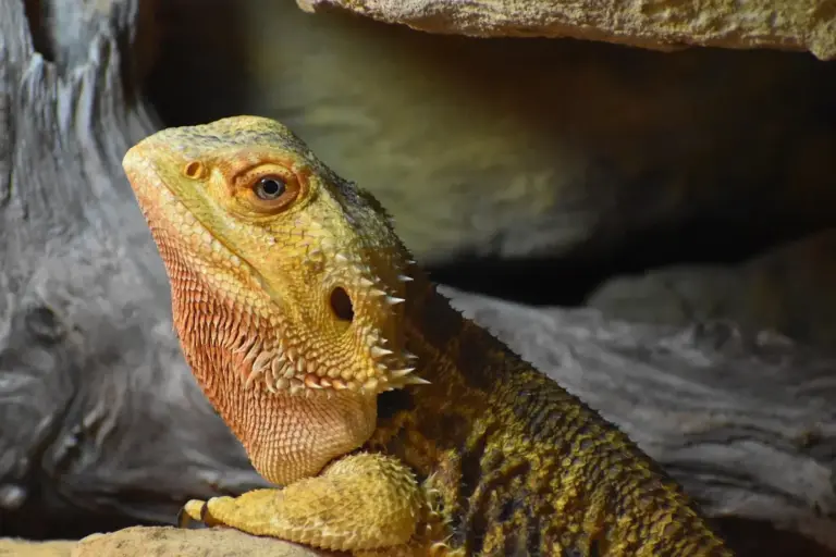 Close-up side profile of a bearded dragon perched on rocks, showing textured scales and spiny beard.
