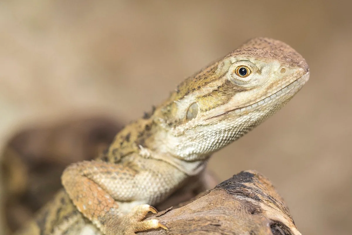 Close-up of a bearded dragon perched on a textured log, head angled to the right, showing detailed scales.